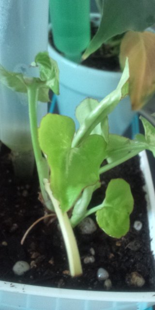 セリア、100均の観葉植物育ててる方☆