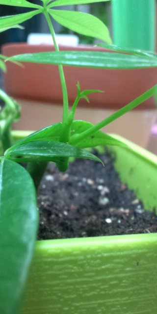 セリア、100均の観葉植物育ててる方☆