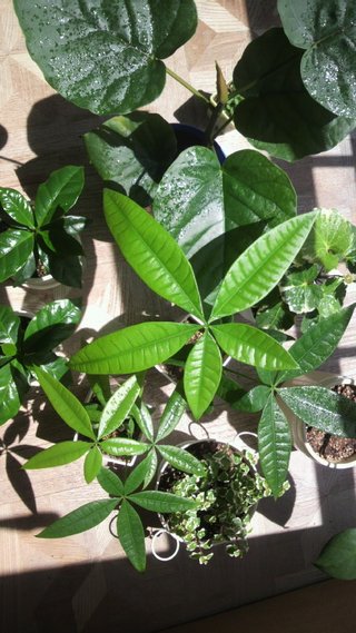 セリア、100均の観葉植物育ててる方☆