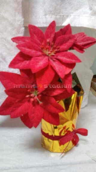 若ママって来客に何を飲むか聞かないの？