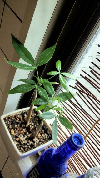 セリア、100均の観葉植物育ててる方☆