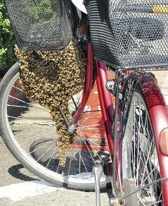自転車にミツバチの大群【グロ虫写】