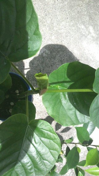 セリア、100均の観葉植物育ててる方☆