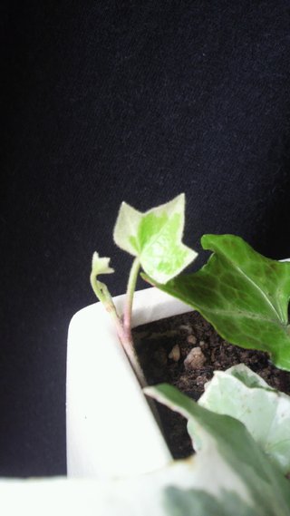 セリア、100均の観葉植物育ててる方☆