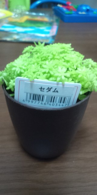 セリア、100均の観葉植物育ててる方☆