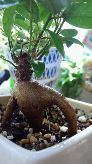 セリア、100均の観葉植物育ててる方☆