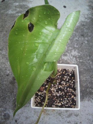 セリア、100均の観葉植物育ててる方☆