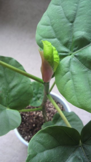 セリア、100均の観葉植物育ててる方☆