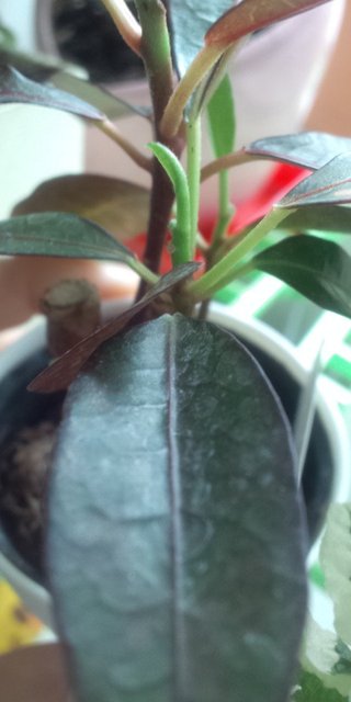 セリア、100均の観葉植物育ててる方☆