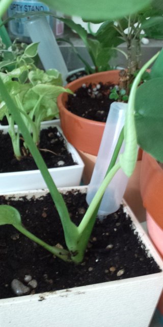 セリア、100均の観葉植物育ててる方☆