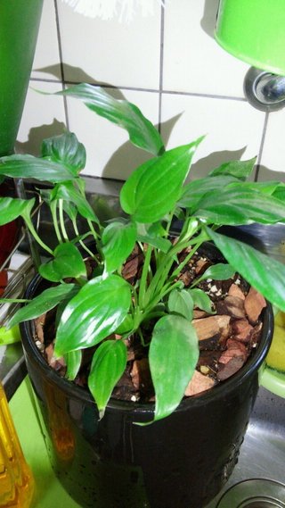 セリア、100均の観葉植物育ててる方☆