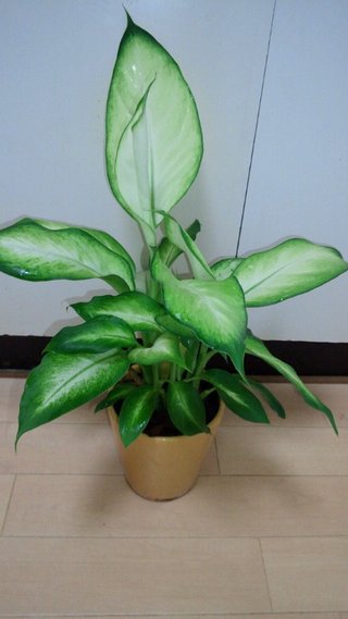 セリア、100均の観葉植物育ててる方☆