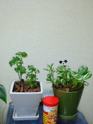 セリア、100均の観葉植物育ててる方☆