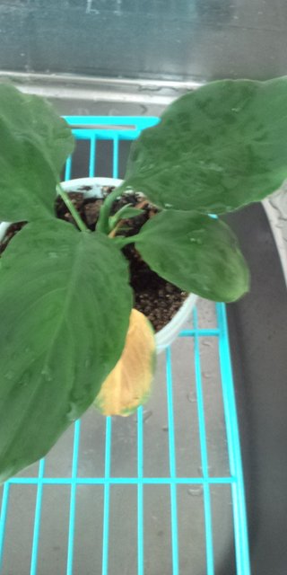 セリア、100均の観葉植物育ててる方☆