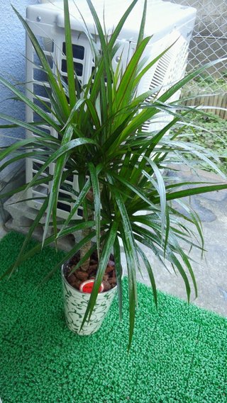 セリア、100均の観葉植物育ててる方☆