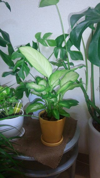 セリア、100均の観葉植物育ててる方☆