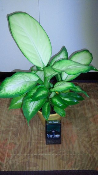 セリア、100均の観葉植物育ててる方☆