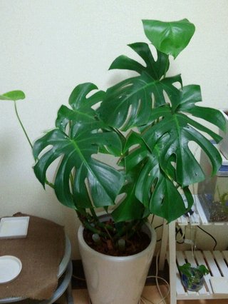 セリア、100均の観葉植物育ててる方☆