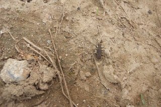 この虫なんですか？