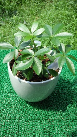 セリア、100均の観葉植物育ててる方☆