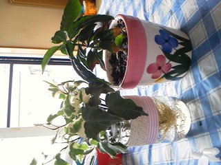 セリア、100均の観葉植物育ててる方☆