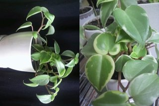 セリア、100均の観葉植物育ててる方☆