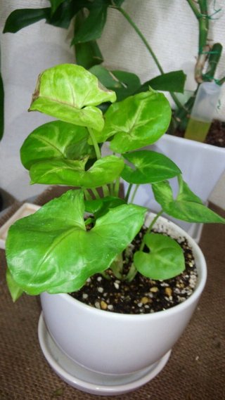 セリア、100均の観葉植物育ててる方☆