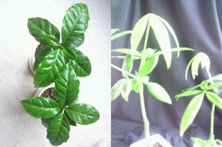 セリア、100均の観葉植物育ててる方☆