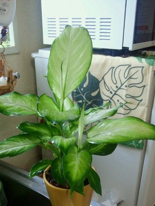 セリア、100均の観葉植物育ててる方☆