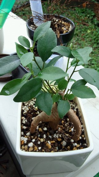 セリア、100均の観葉植物育ててる方☆