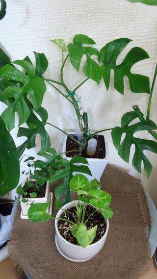 セリア、100均の観葉植物育ててる方☆