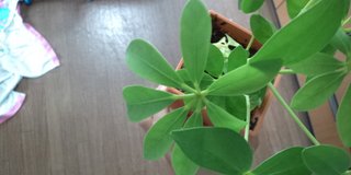 セリア、100均の観葉植物育ててる方☆