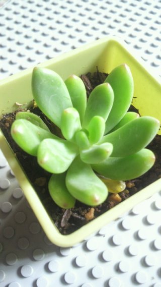 セリア、100均の観葉植物育ててる方☆