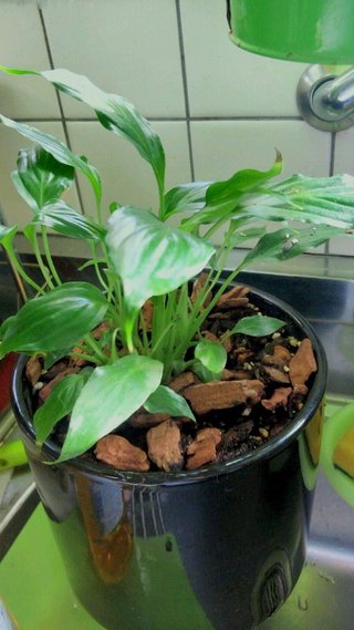 セリア、100均の観葉植物育ててる方☆