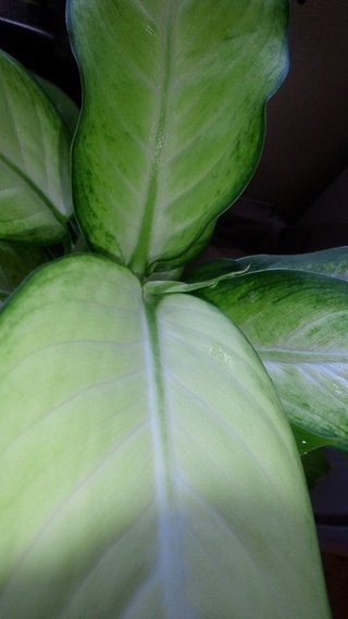 セリア、100均の観葉植物育ててる方☆