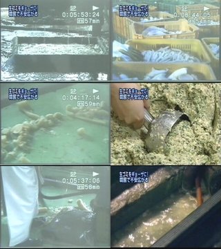 韓国製の海産物の中にヒトの糞便の痕跡が｡