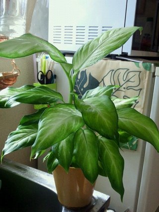 セリア、100均の観葉植物育ててる方☆