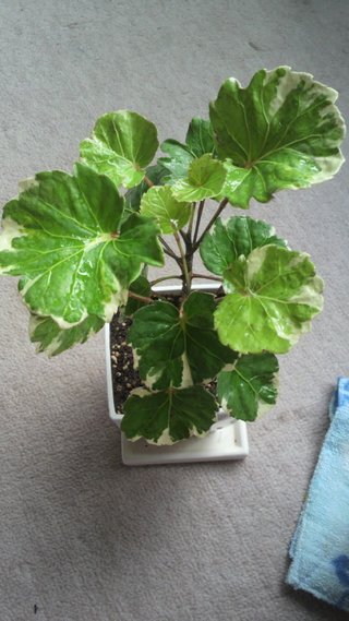 セリア、100均の観葉植物育ててる方☆