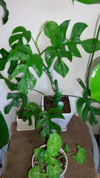 セリア、100均の観葉植物育ててる方☆