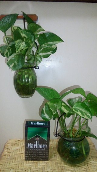 セリア、100均の観葉植物育ててる方☆