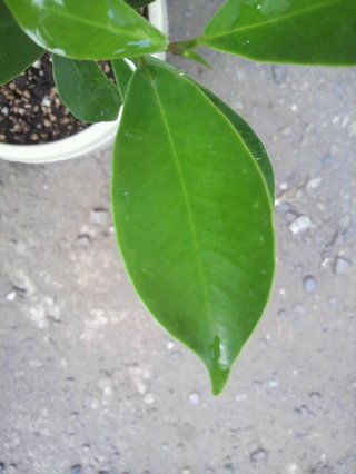 セリア、100均の観葉植物育ててる方☆