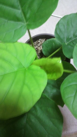 セリア、100均の観葉植物育ててる方☆