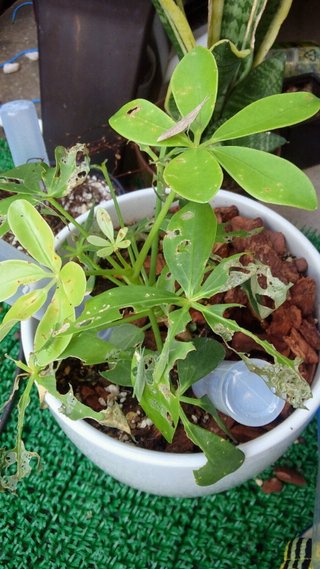 セリア、100均の観葉植物育ててる方☆