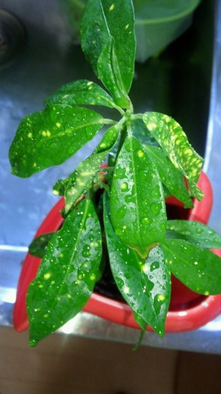 セリア、100均の観葉植物育ててる方☆