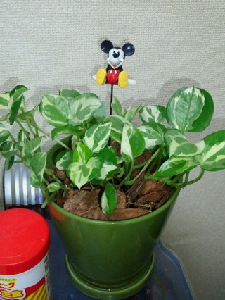 セリア、100均の観葉植物育ててる方☆