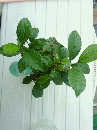 セリア、100均の観葉植物育ててる方☆