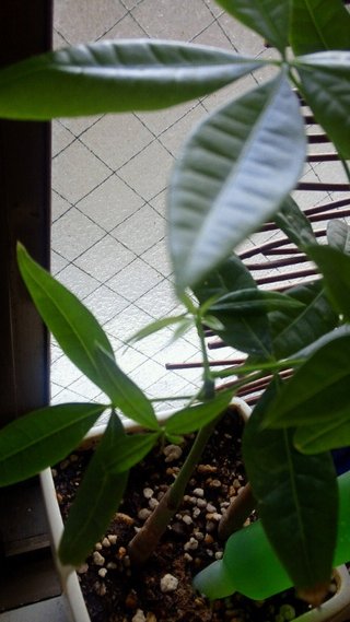 セリア、100均の観葉植物育ててる方☆