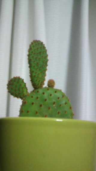 セリア、100均の観葉植物育ててる方☆