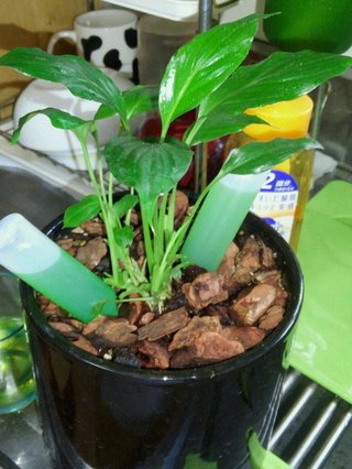 セリア、100均の観葉植物育ててる方☆