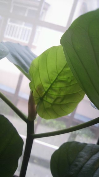 セリア、100均の観葉植物育ててる方☆